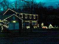 Red, white, and blue bush is visible right center. Green evergreens are just barely visible at extreme right.